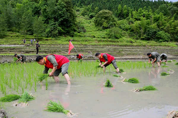 國(guó)網(wǎng)樂安縣供電公司“黨建+扶貧”黨員助耕到田頭